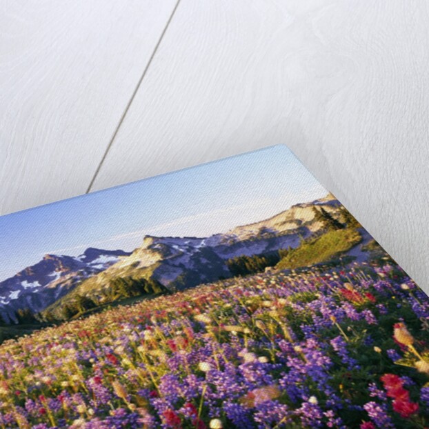 Wildflower Meadow and Tatoosh Range by Anonymous