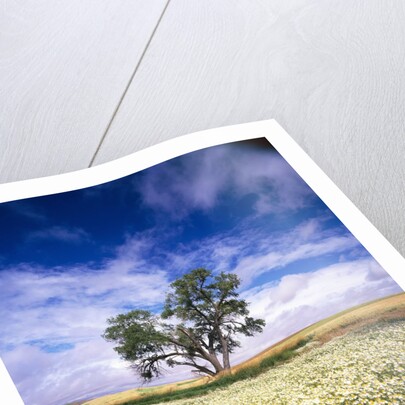 Oak Tree in Field of Daisies by Anonymous
