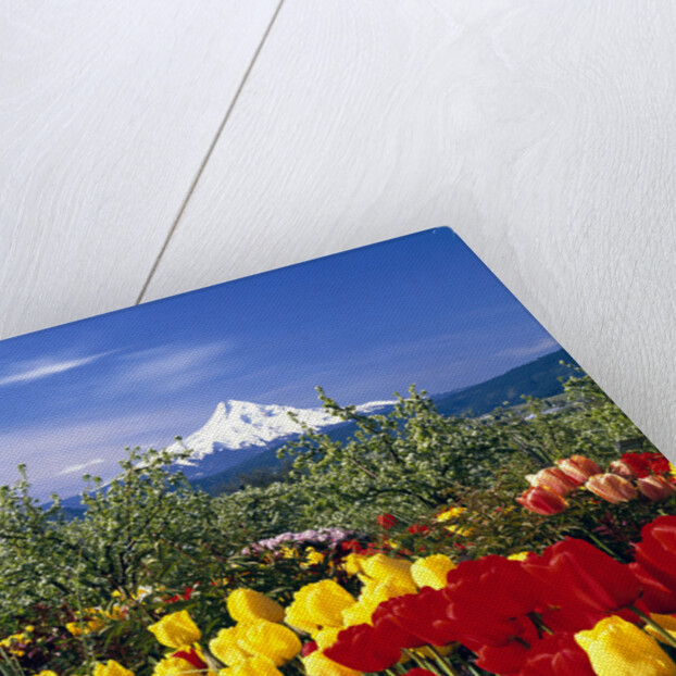 Blooming Tulips and Mount Hood by Anonymous