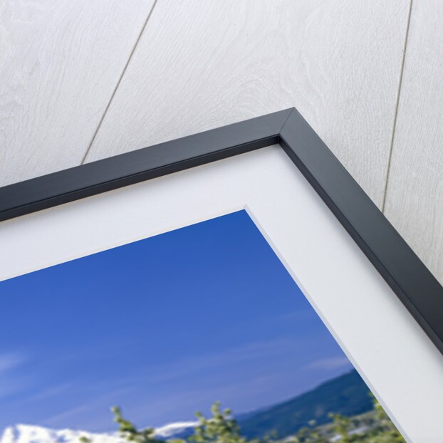 Blooming Tulips and Mount Hood by Anonymous