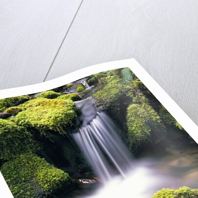 Mossy Rocks and Creek Waterfall by Anonymous