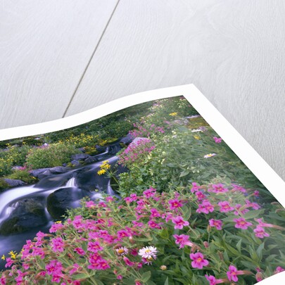 Wildflowers Blooming Along Rushing Creek by Anonymous