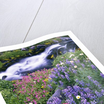 Wildflowers Blooming Along Rushing Creek by Anonymous