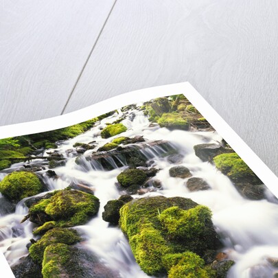 Mossy Rocks in Rushing Stream by Anonymous