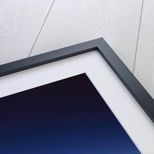 Sunset over Snow Geese on Water by Anonymous