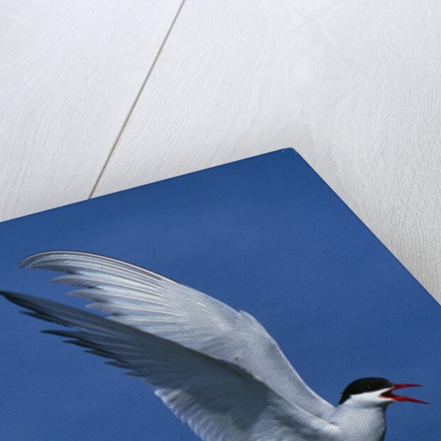 Perching Arctic Tern Spreading Wings in Manitoba by Anonymous