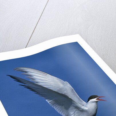 Perching Arctic Tern Spreading Wings in Manitoba by Anonymous
