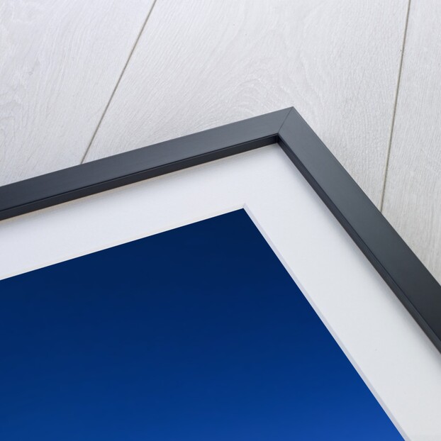 Mount Rainier and Wildflower Meadow by Anonymous