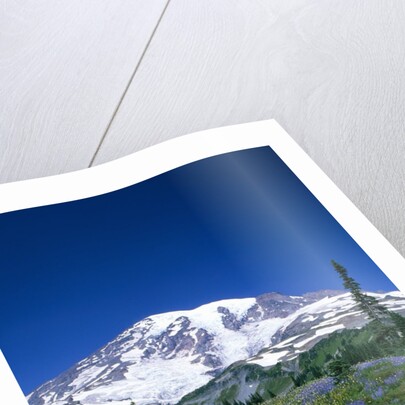 Mount Rainier and Wildflower Meadow by Anonymous