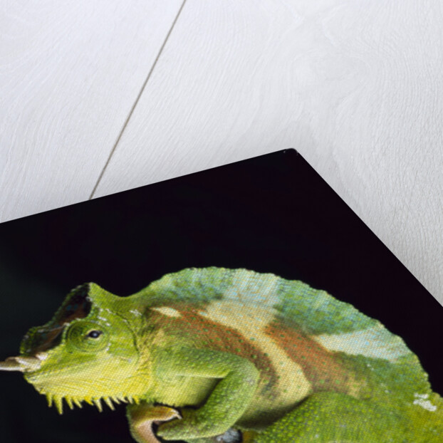 Chameleon Perched on Branch by Anonymous
