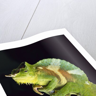 Chameleon Perched on Branch by Anonymous