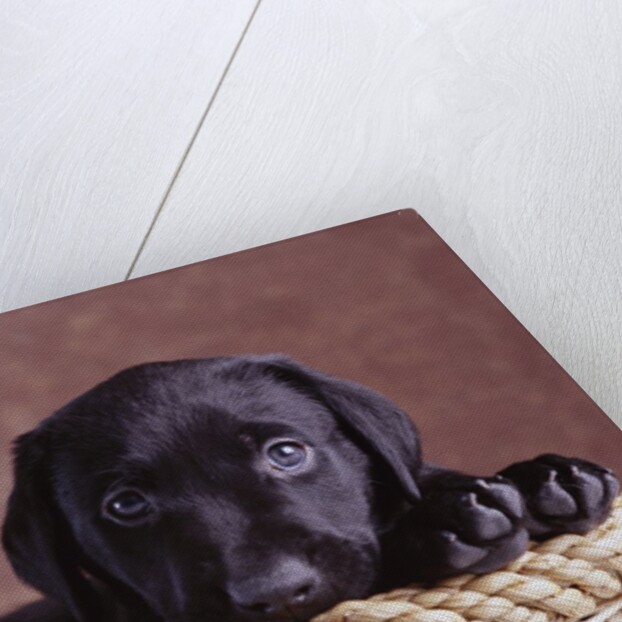 Black Lab Puppy in Basket by Anonymous