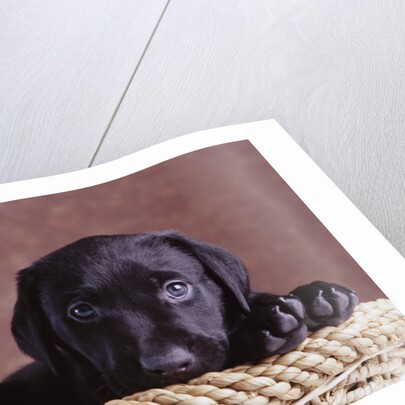 Black Lab Puppy in Basket by Anonymous