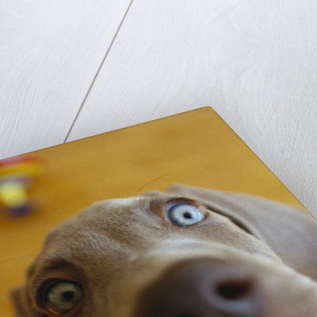 Weimaraner Puppy Staring by Anonymous