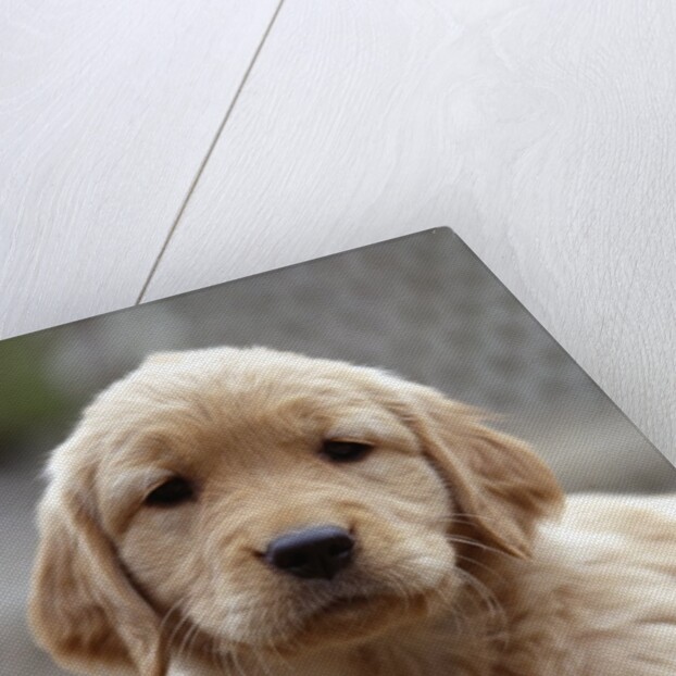 Golden Retriever Puppy by Anonymous