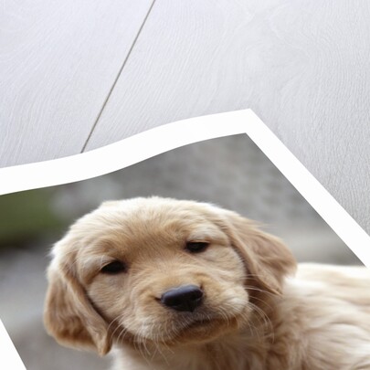 Golden Retriever Puppy by Anonymous