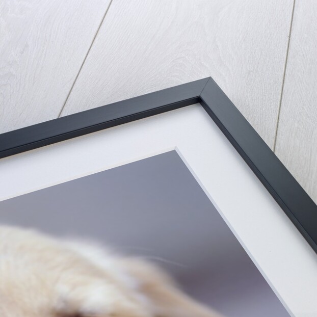 Golden Retriever Puppy Sleeping by Anonymous