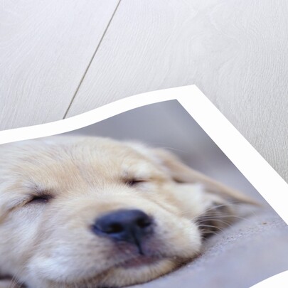 Golden Retriever Puppy Sleeping by Anonymous