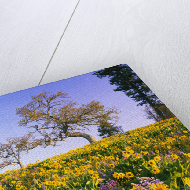 Field of Lupines and Sunflowers by Anonymous