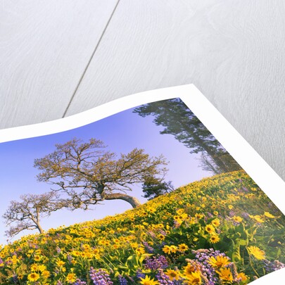 Field of Lupines and Sunflowers by Anonymous