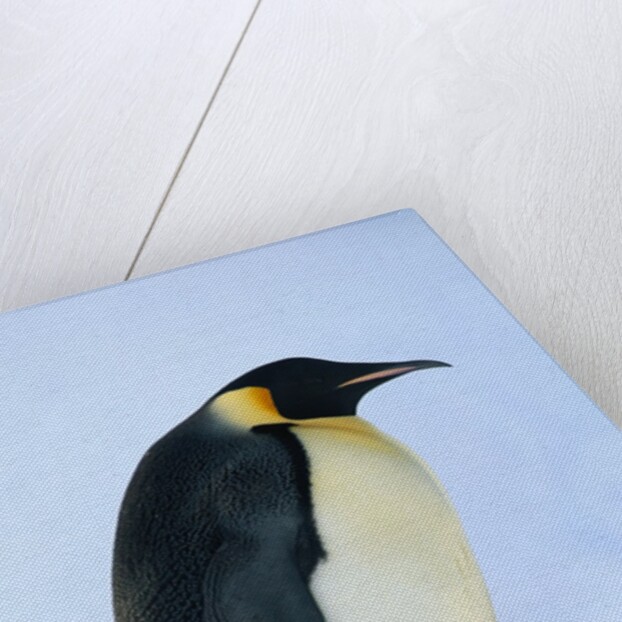 Penguin Chick Warming Under Adult by Anonymous