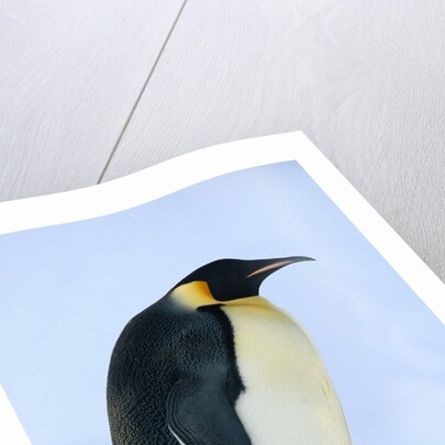 Penguin Chick Warming Under Adult by Anonymous