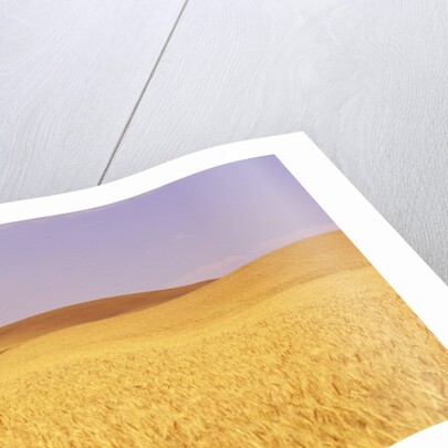 Oak Tree Amidst Wheat Fields by Anonymous