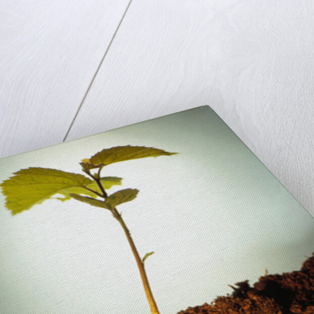 Hazel Tree Seedling and Exposed Root by Anonymous