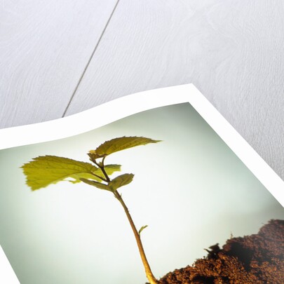 Hazel Tree Seedling and Exposed Root by Anonymous