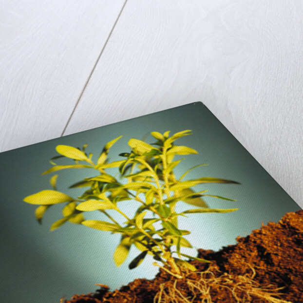 Plant with Roots Digging into Soil by Anonymous