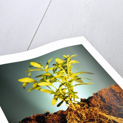 Plant with Roots Digging into Soil by Anonymous