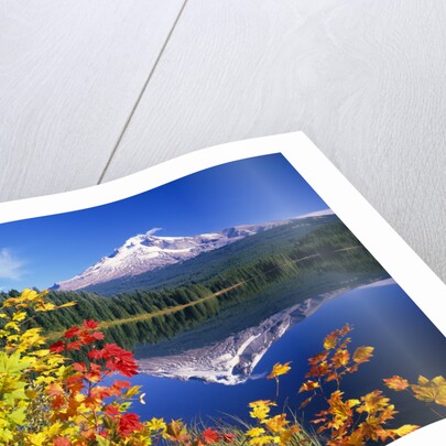 Autumn Leaves Growing Near Mount Hood and Trillium Lake by Anonymous