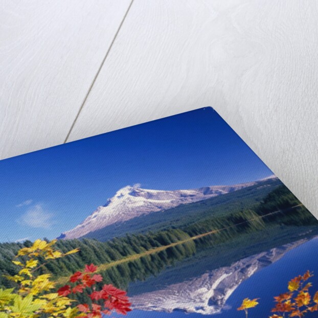 Autumn Leaves Growing Near Mount Hood and Trillium Lake by Anonymous