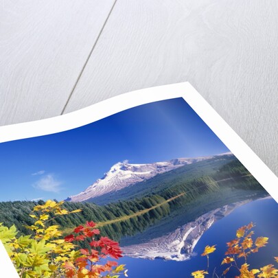 Autumn Leaves Growing Near Mount Hood and Trillium Lake by Anonymous