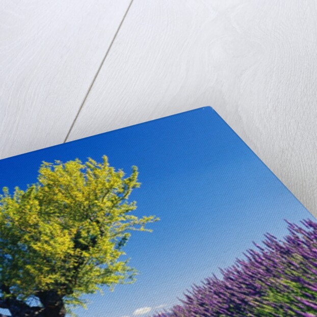 Tree in Lavender Field by Anonymous