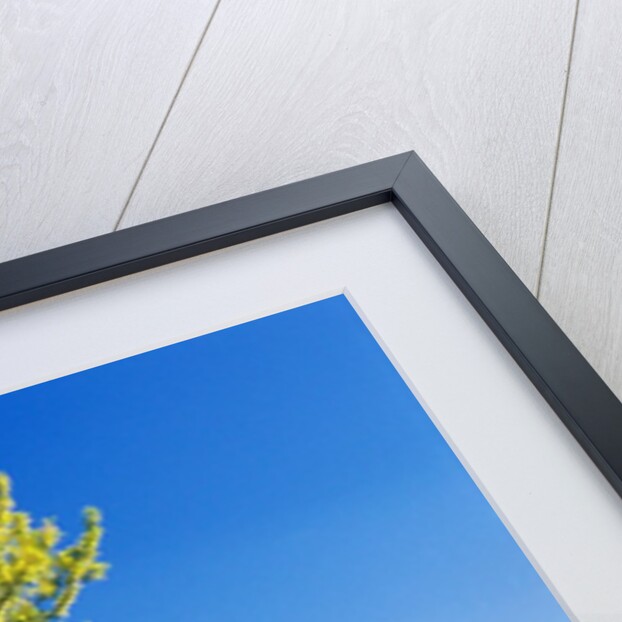 Tree in Lavender Field by Anonymous