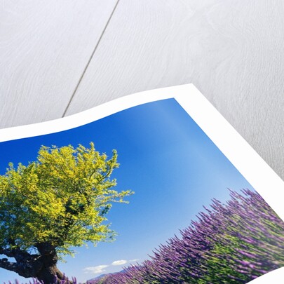 Tree in Lavender Field by Anonymous