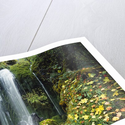 Lush Waterfall in Autumn by Anonymous