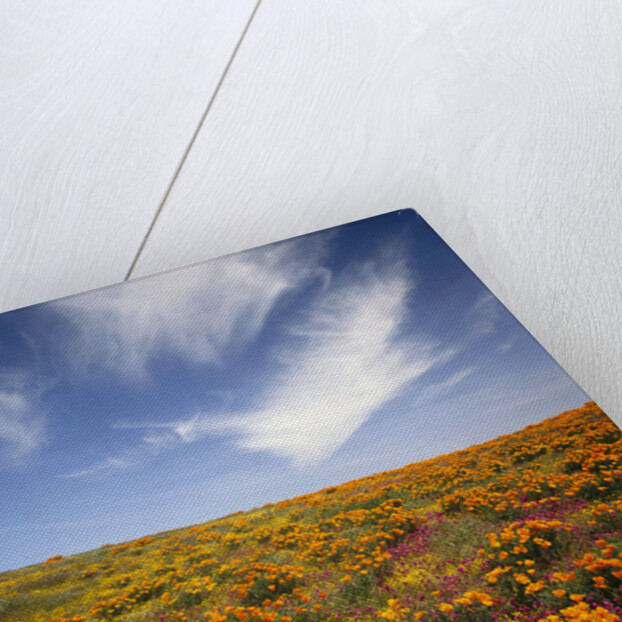 Field of Blooming Flowers by Anonymous