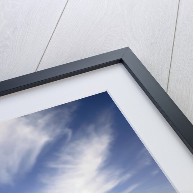 Field of Blooming Flowers by Anonymous