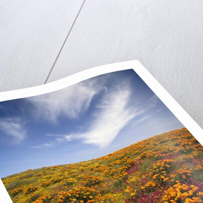 Field of Blooming Flowers by Anonymous