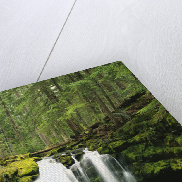 Waterfall Hiding in Lush Forest by Anonymous