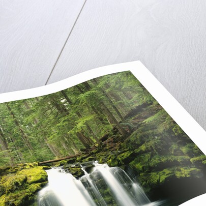Waterfall Hiding in Lush Forest by Anonymous