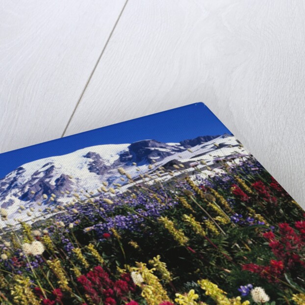 Wildflowers Blooming in Meadow by Anonymous