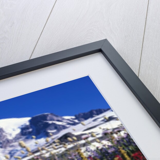 Wildflowers Blooming in Meadow by Anonymous