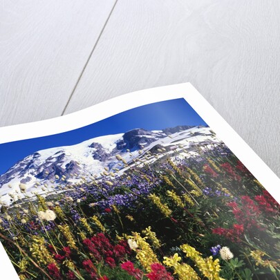 Wildflowers Blooming in Meadow by Anonymous