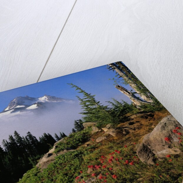 Blooming Indian Paintbrush at Mt. Jefferson by Anonymous