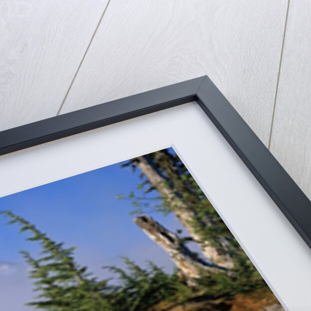 Blooming Indian Paintbrush at Mt. Jefferson by Anonymous