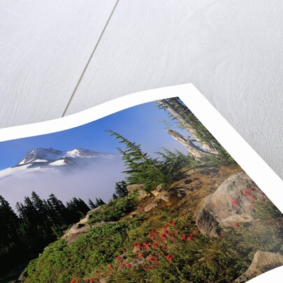 Blooming Indian Paintbrush at Mt. Jefferson by Anonymous