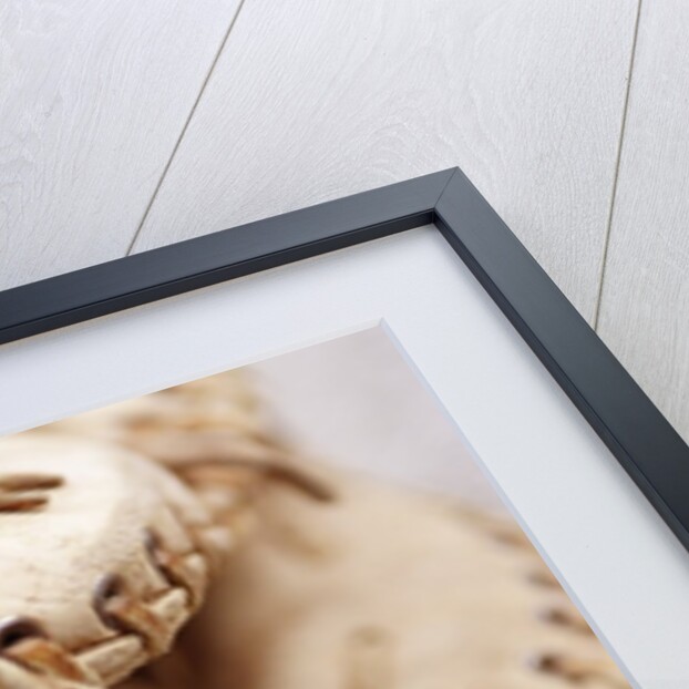 Baseball and Glove by Anonymous